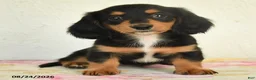 Miniature Dachshund dogs for sale: Lily - Ad 4