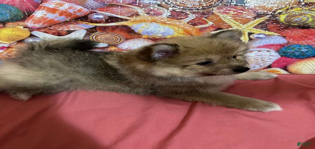 Gallery Image {{count}}