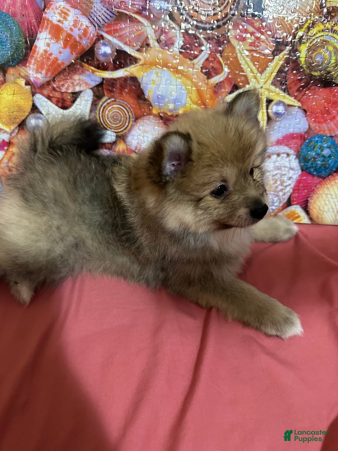 Gallery Image {{count}}