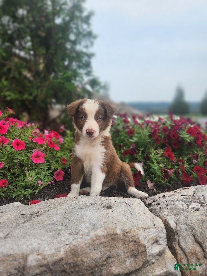 Border Collie dogs Jayce - Ad 1