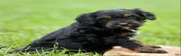 Cavapoo dogs for sale: Wisteria - Ad 3