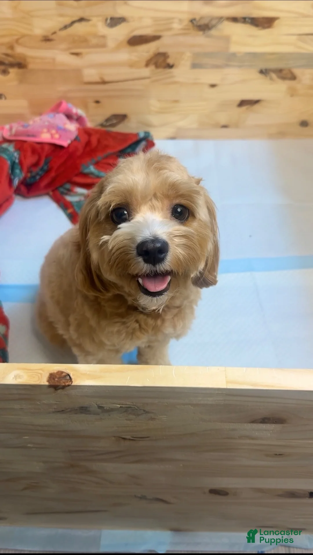 Cockapoo dogs for sale: Cockapoo 3 - Ad 3