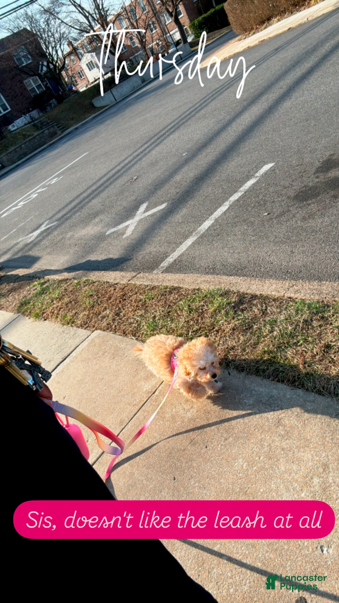 Havapoo dogs for sale: Havapoo Puppy 1 - Ad 3