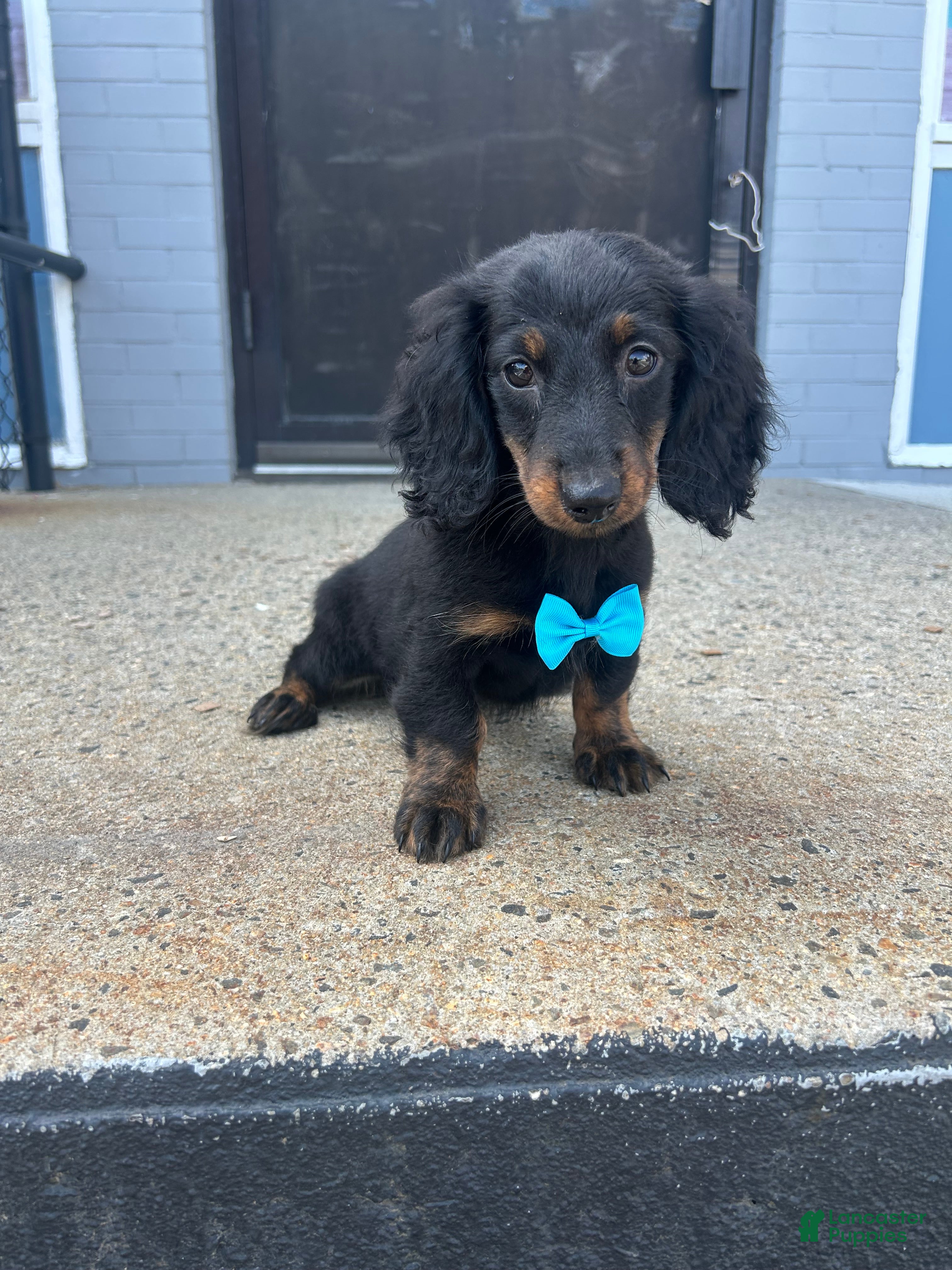 Miniature Dachshund dogs for sale: Miniature Dachshund 2 - Ad 3