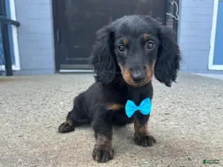 Miniature Dachshund dogs Miniature Dachshund 2 - Ad 18