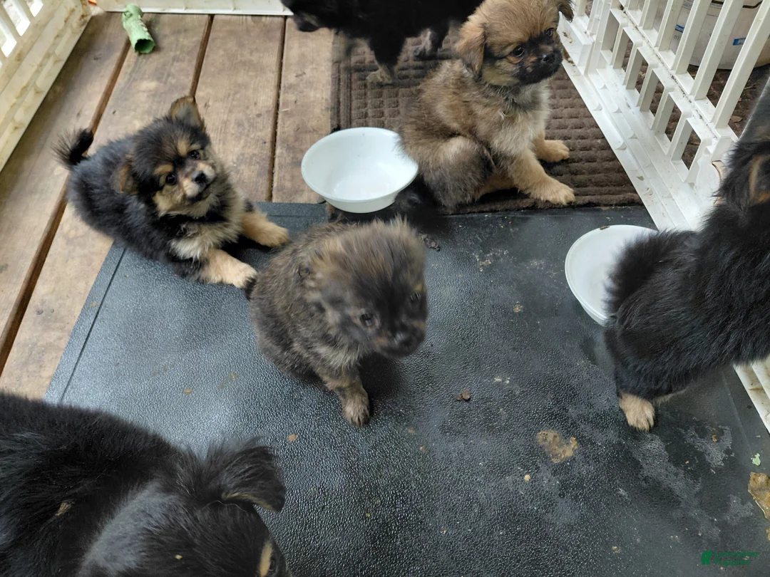 Mixed Breed dogs for sale: Molly Pitcher - Ad 1