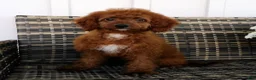 Cavapoo dogs for sale: Gloria - Ad 3