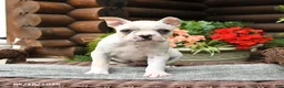 Boston Terrier dogs for sale: Micky - Ad 3