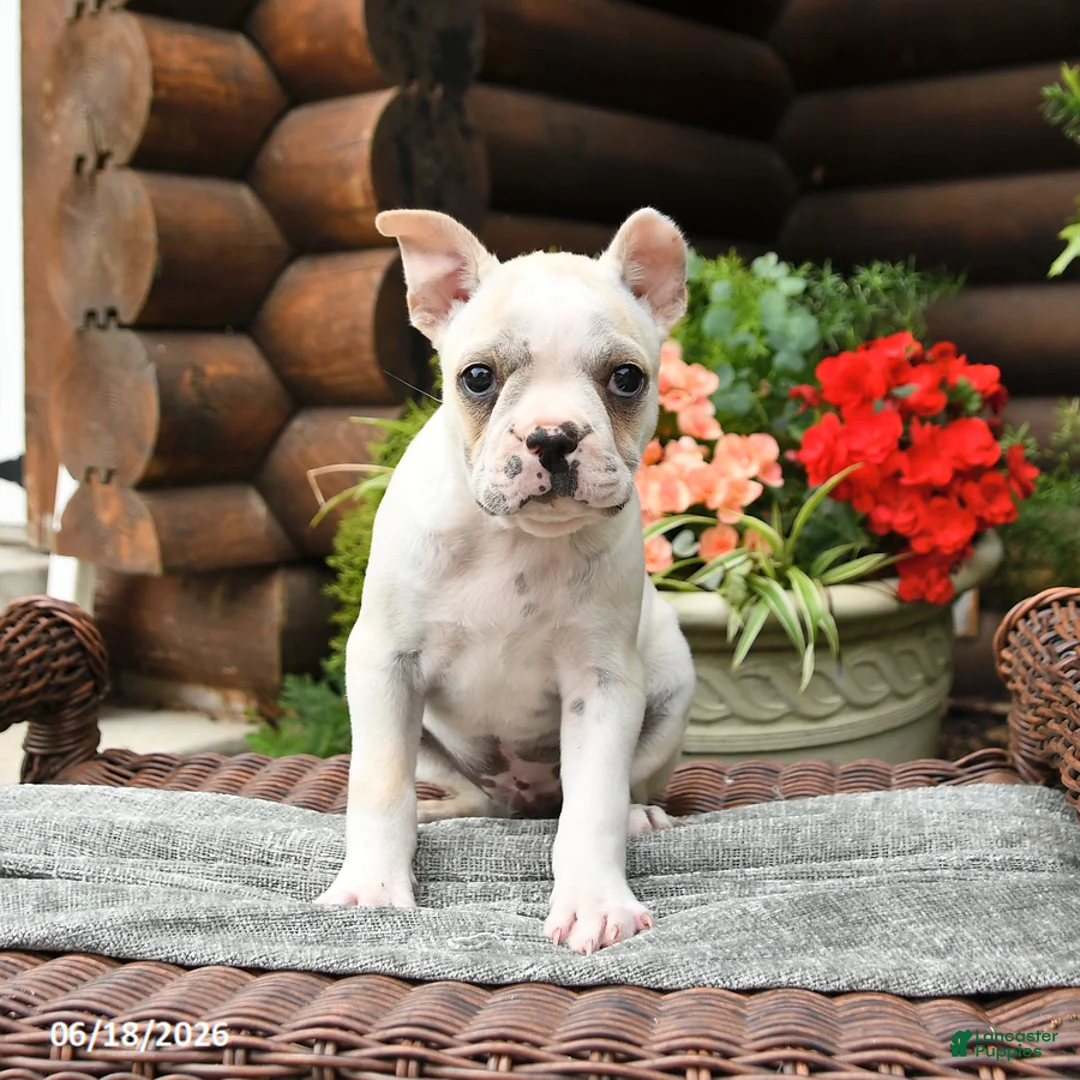 Boston Terrier dogs for sale: Micky - Ad 3
