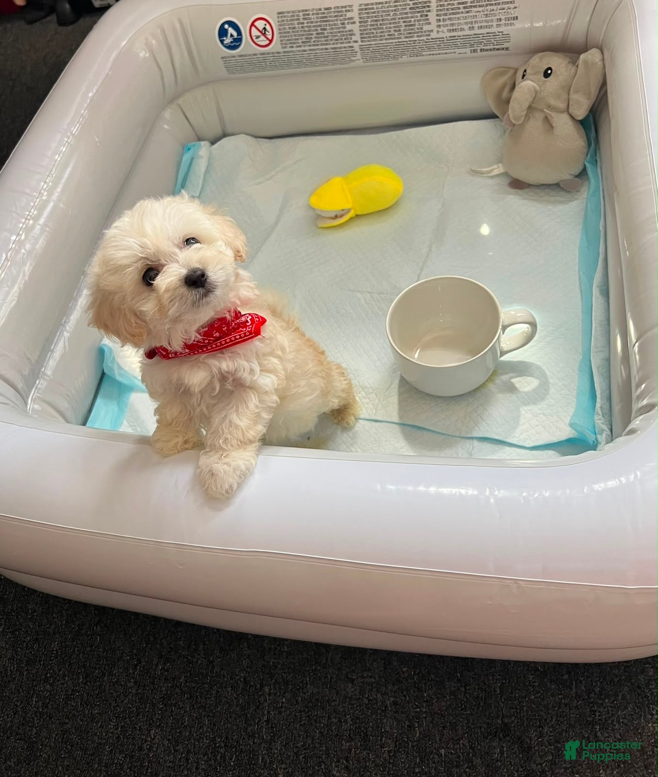 Maltipoo dogs Max toy maltipoo - Ad 2