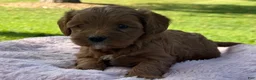 Cavapoo dogs for sale: Rosie - Ad 5
