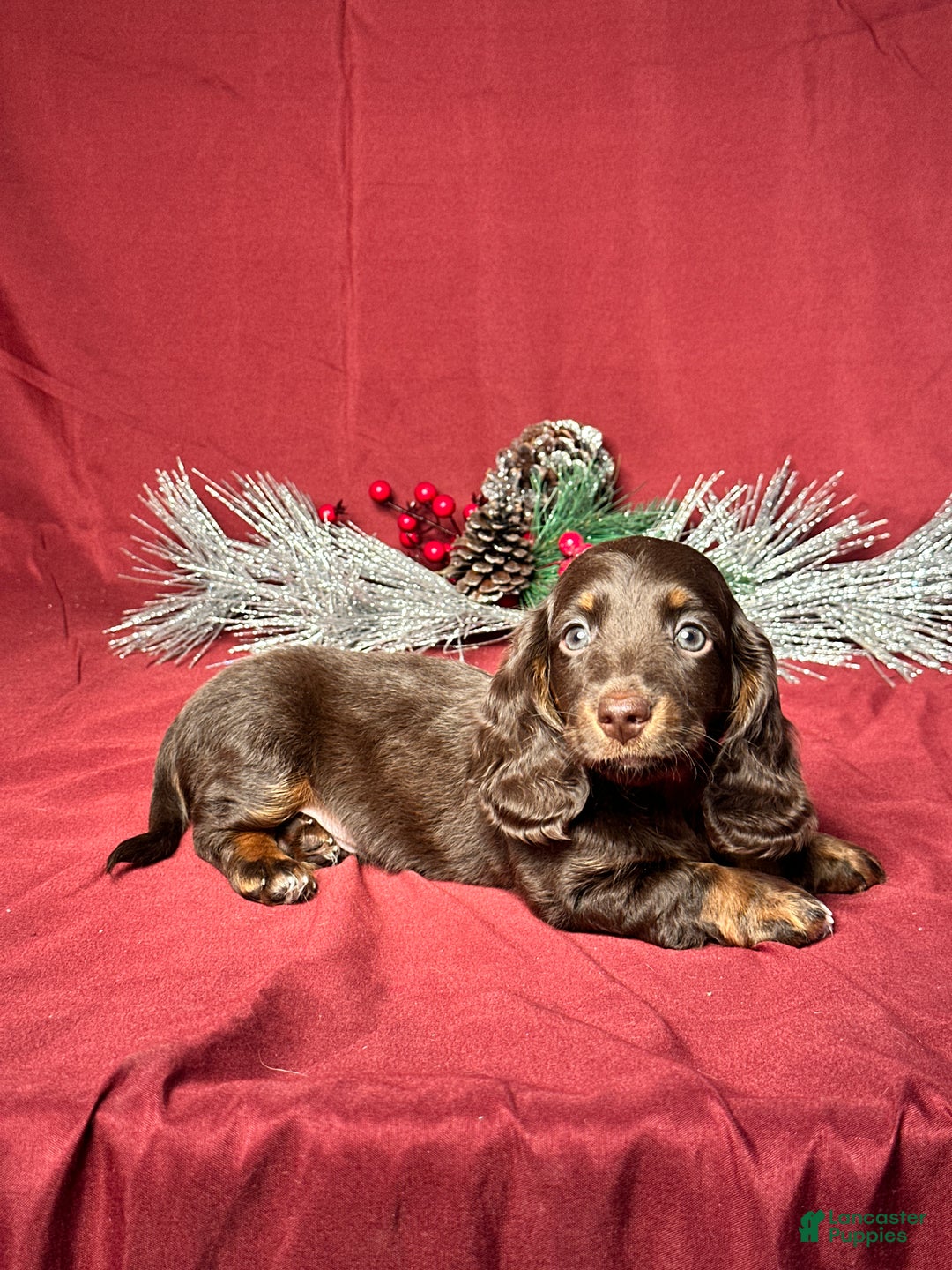 Miniature Dachshund dogs for sale: Andy - Ad 2
