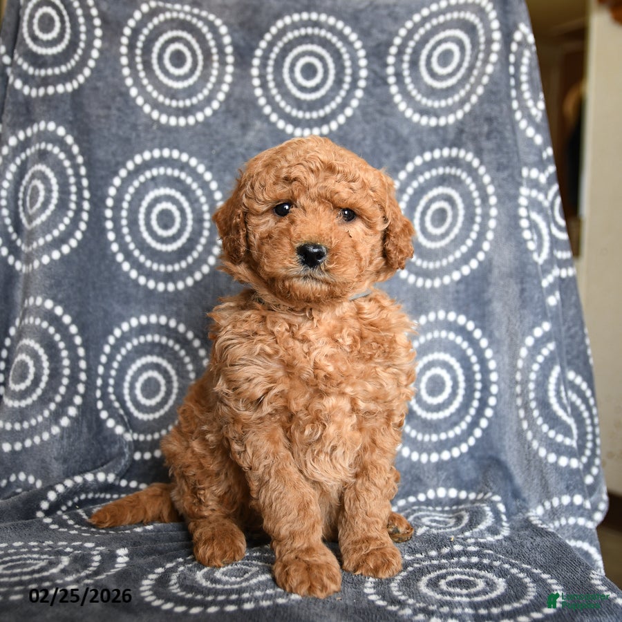 Mini Goldendoodle dogs Bandit - Ad 1