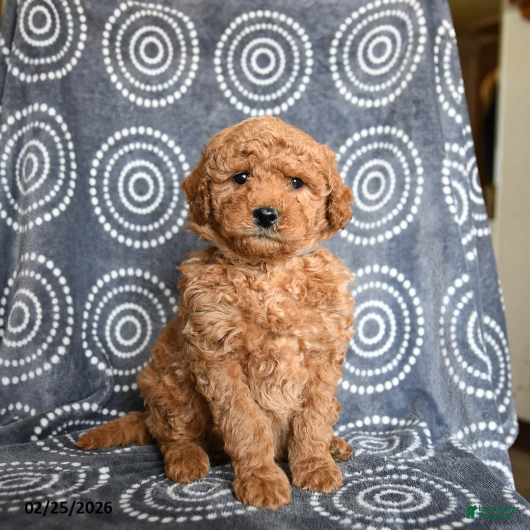 Mini Goldendoodle dogs for sale: Bandit - Ad 1