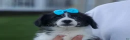 Corgipoo dogs for sale: NELSON - Ad 2