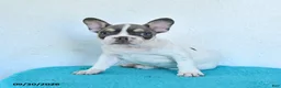 French Bulldog dogs for sale: Oliver - Ad 5