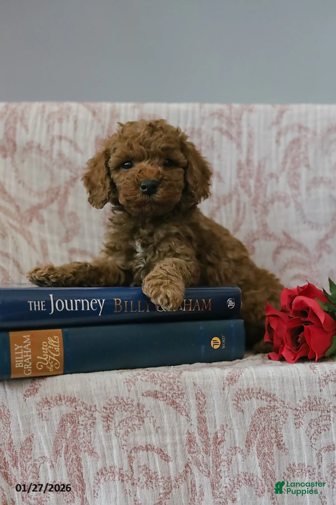 Cockapoo dogs for sale: Jason - Ad 3