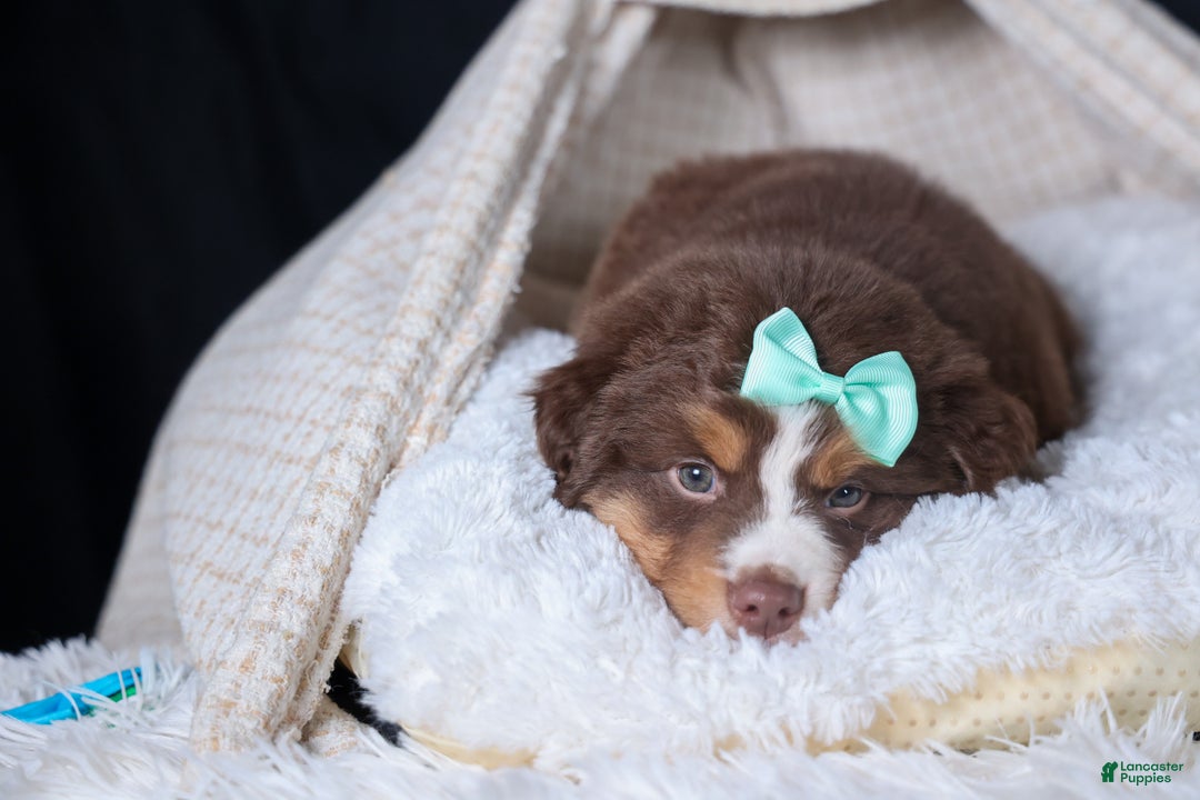 Miniature Australian Shepherd dogs for sale: SHADOW - Ad 14