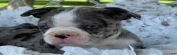 Boston Terrier dogs for sale: Mister - Ad 4
