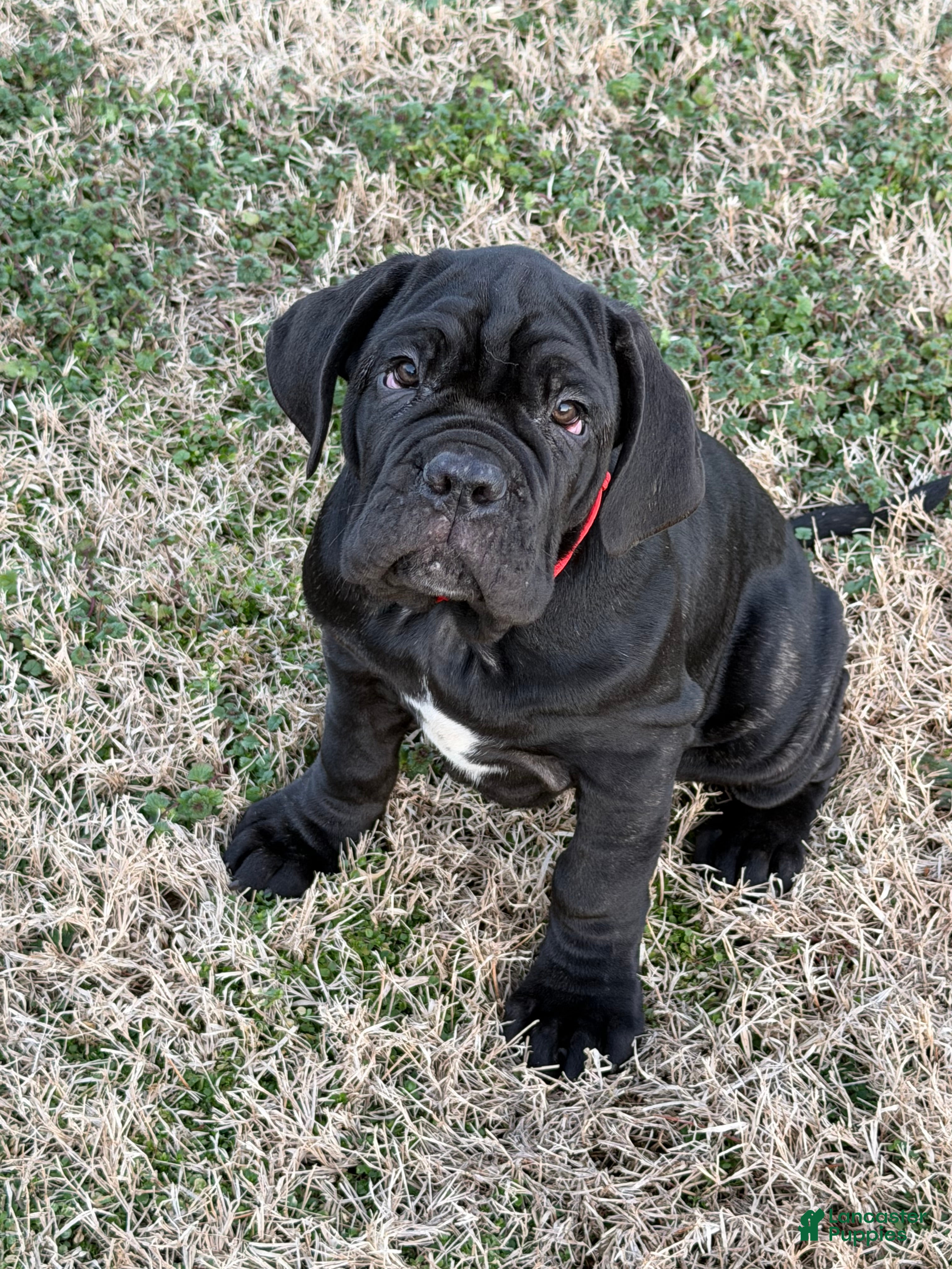 Neapolitan Mastiff dogs Neapolitan Mastiff Puppy 2 - Ad 2