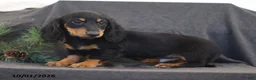 Miniature Dachshund dogs for sale: Victor - Ad 4