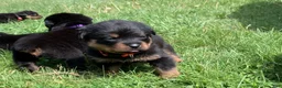 Rottweiler dogs for sale: Orange Female - Ad 2