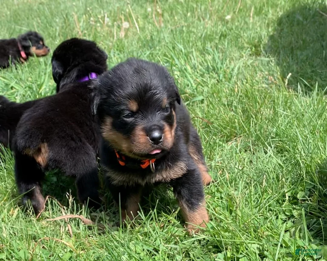 Rottweiler dogs for sale: Orange Female - Ad 2