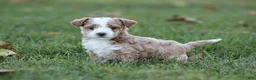 Bichpoo dogs for sale: Ryder - Ad 1