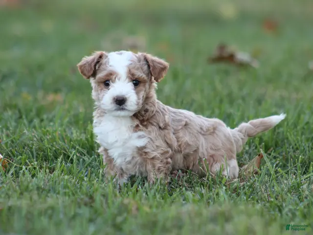 Bichpoo dogs for sale: Ryder - Ad 1