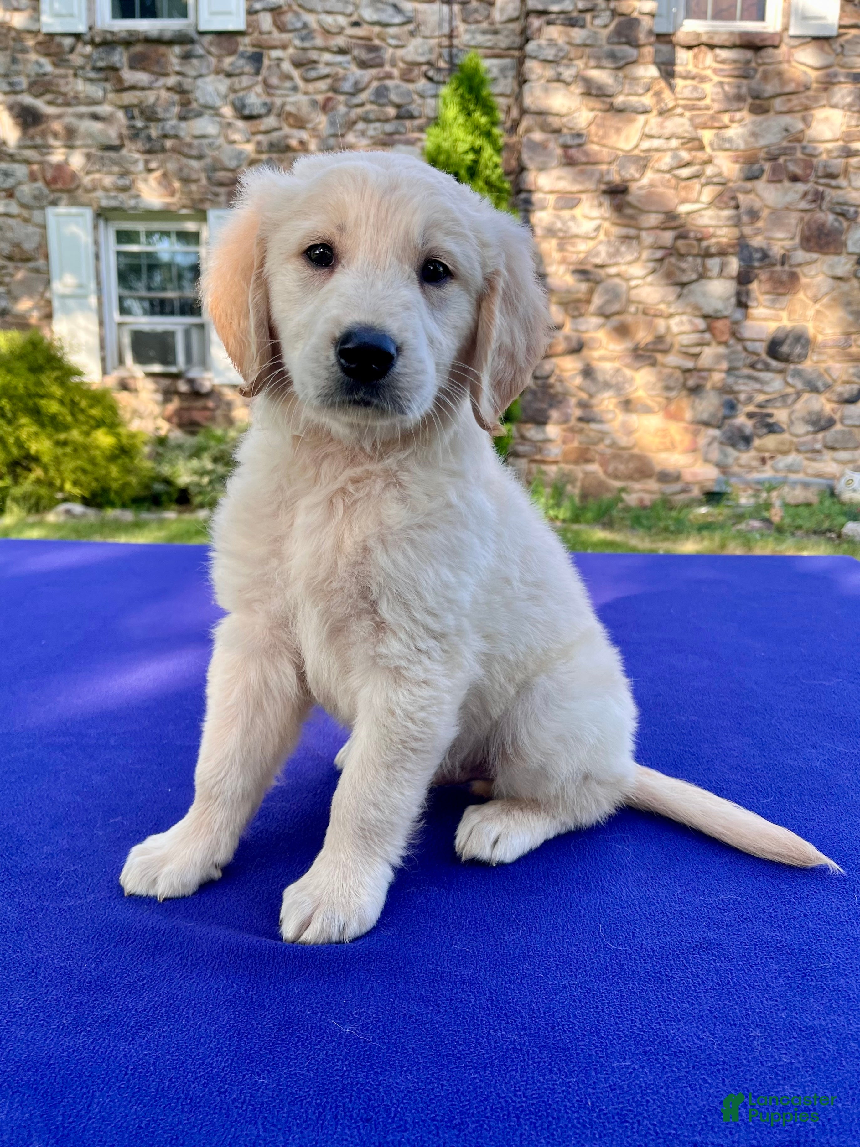 Golden Retriever dogs Frosty - Ad 2