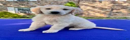 Golden Retriever dogs for sale: Frosty - Ad 2
