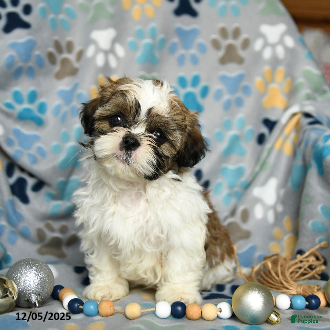 Shih Tzu dogs for sale: Jolly - Ad 2