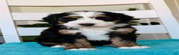 Bernedoodle dogs for sale: Mindy - Ad 2
