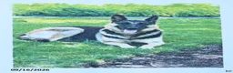 German Shepherd dogs for sale: River - Ad 4