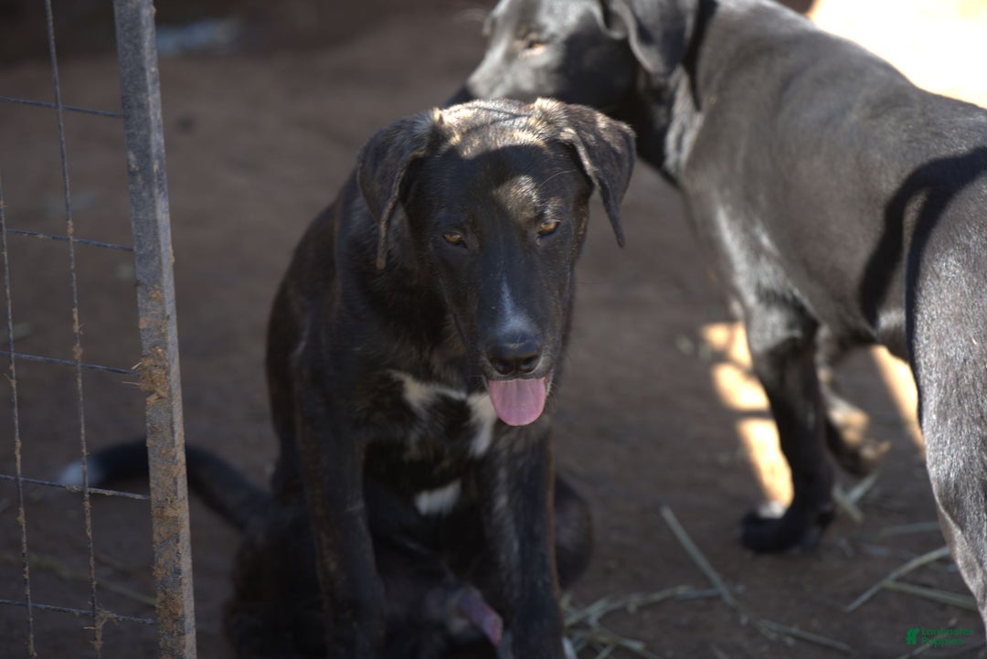 Mixed Breed dogs for sale: Bear Tiscar Farm Dog - Ad 11