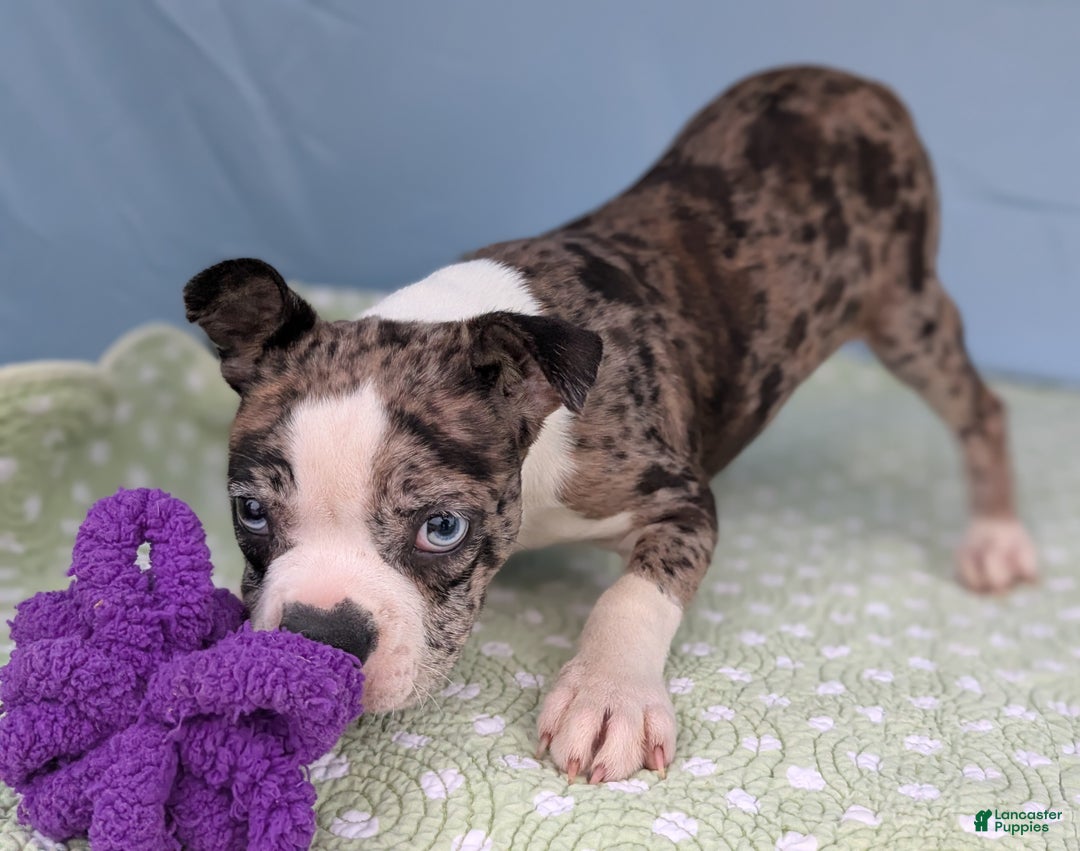 Boston Terrier dogs for sale: Merlin - Ad 11