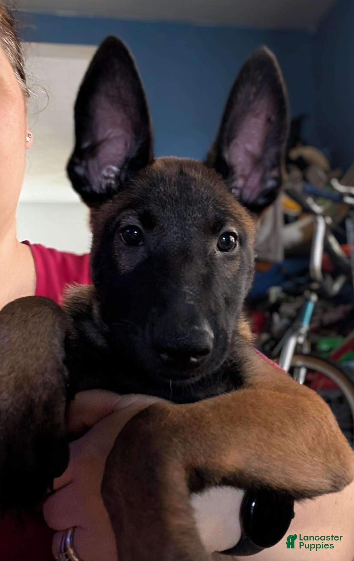 Belgian Malinois dogs for sale: Belgian Malinois 2 - Ad 10