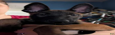 Belgian Malinois 2