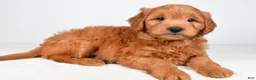 Mini Goldendoodle dogs for sale: Bo - Ad 8