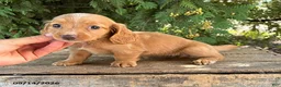 Miniature Dachshund dogs for sale: Honey - Ad 3