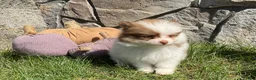 Pomeranian dogs for sale: Ryder - Ad 3