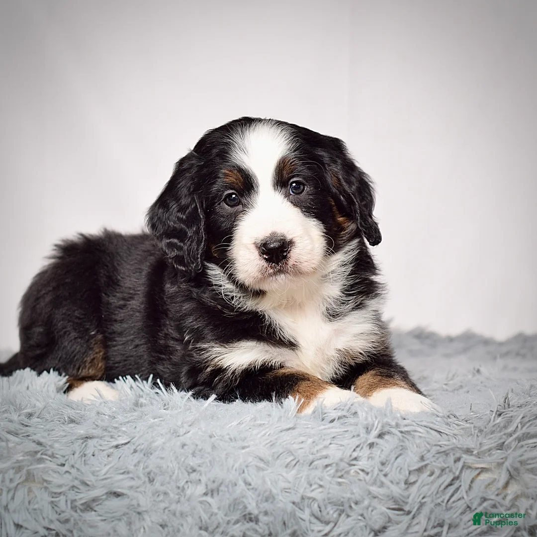 Bernedoodle dogs for sale: Ms. Vanessa - Ad 2