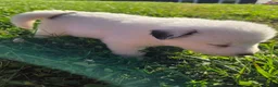 Great Pyrenees dogs for sale: James - Ad 23
