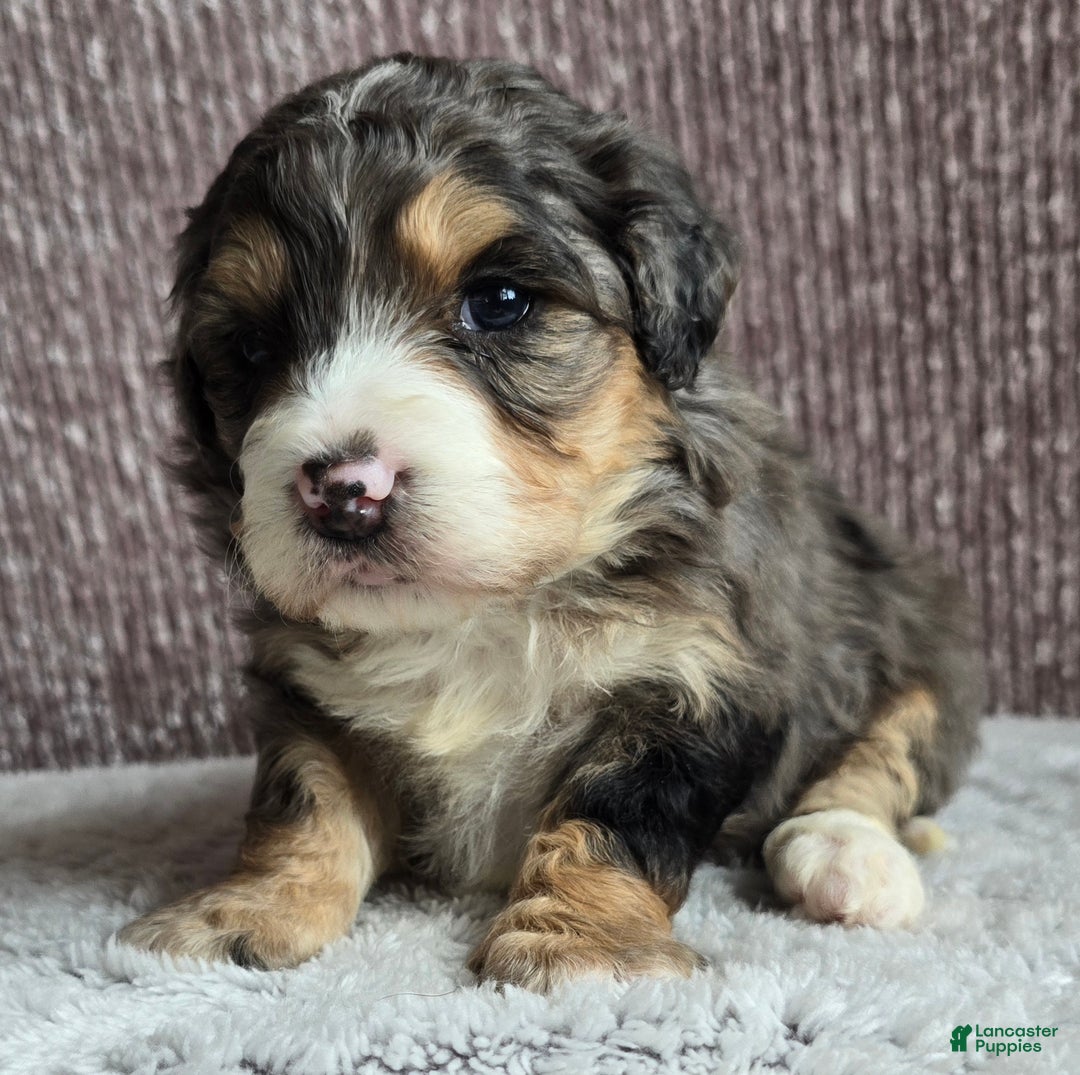 Mini Bernedoodle dogs for sale: Mini Bella - Ad 10