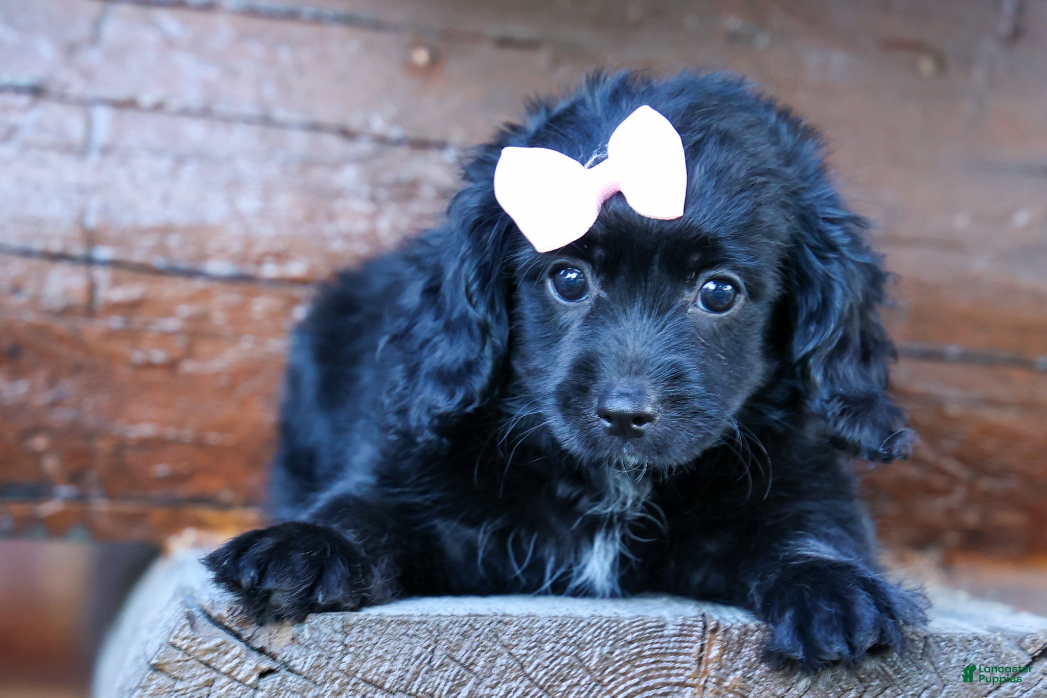 Cavapoo dogs Raya🎀 - Ad 1