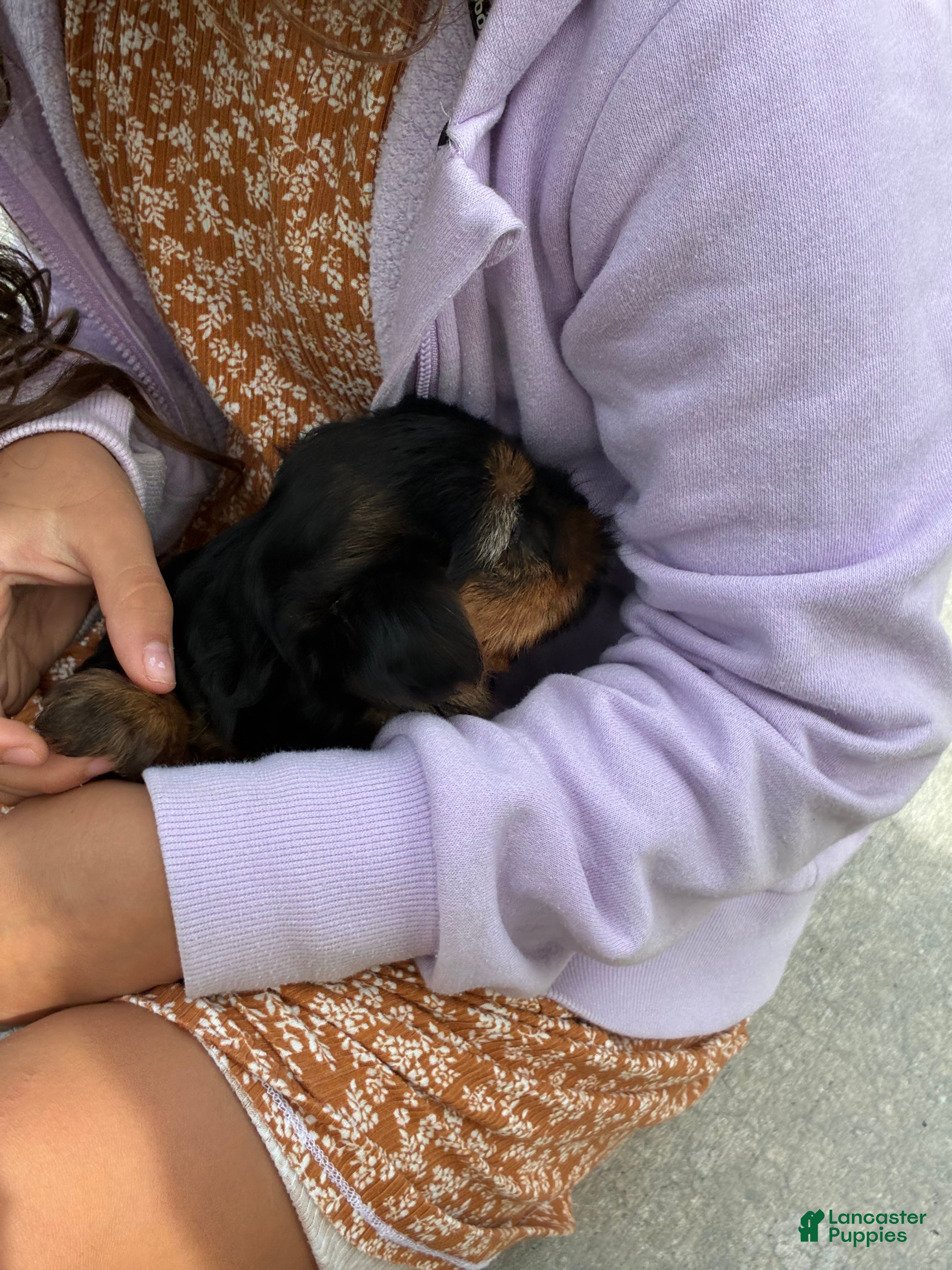 Yorkshire Terrier dogs Teddy - Ad 2