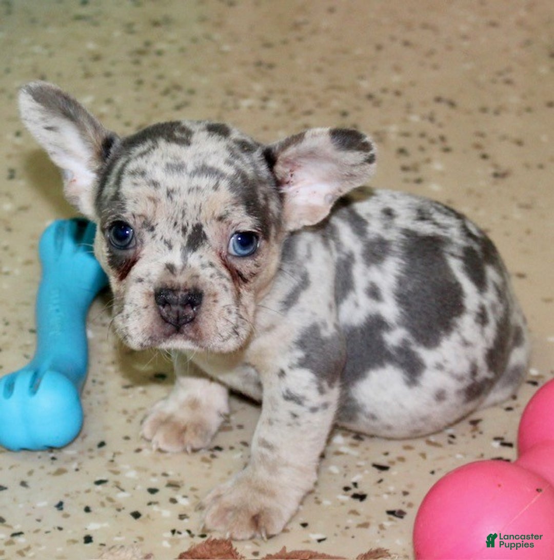 French Bulldog dogs for sale: Gracie - Ad 5