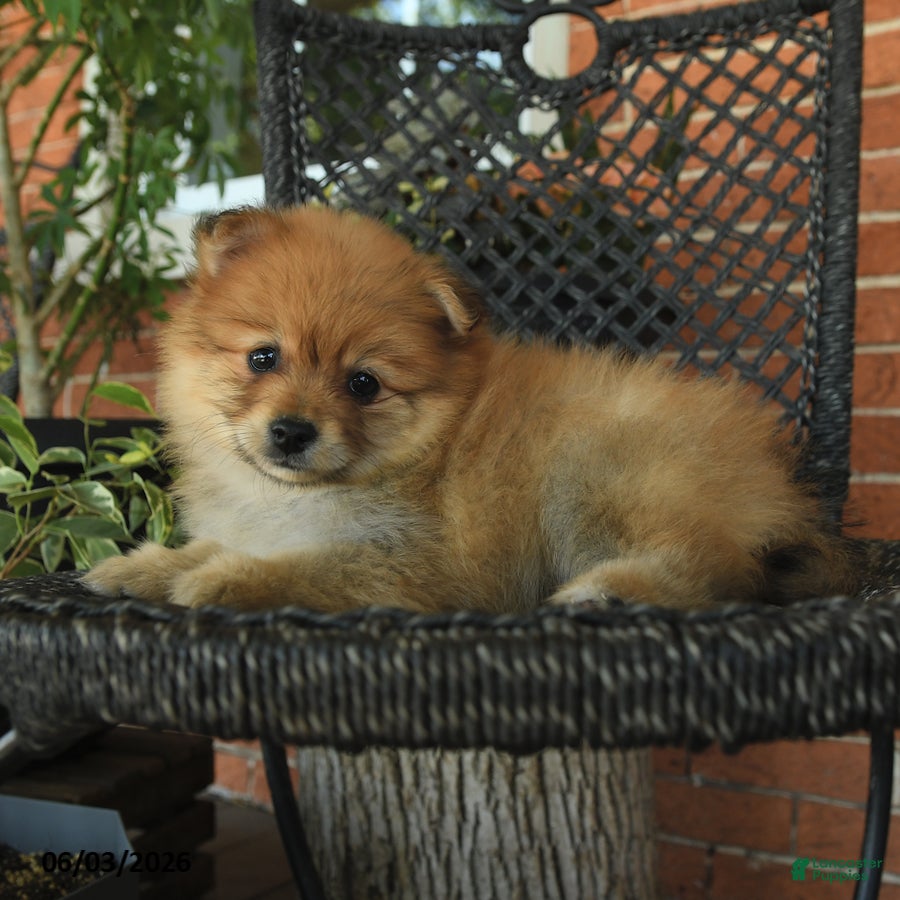 Pomeranian dogs Gloria - Ad 2
