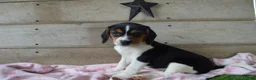 Beagle dogs for sale: Annie - Ad 6