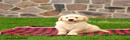 Golden Retriever dogs for sale: Ranelle - Ad 2
